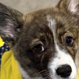 American Corgis and Pembroke Welsh Corgis from Coastal country Farms