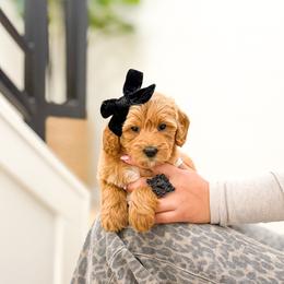 Gracie - Cream female Goldendoodle puppy in Salem, Utah from Karmadoodlee