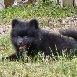 Lou - Black male Pomeranian puppy in Mays Landing, New Jersey from KB Pom Pups by Krystal