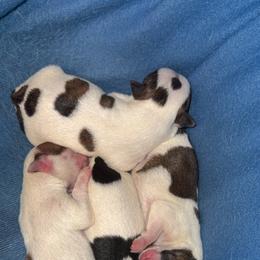 Chihuahua Puppies from Lexi’s Babies