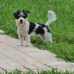 Morkie puppies from Cristy's Morkies