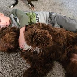 Aussiedoodle, Bernedoodle, and Poodle All Grown Up from Clemleth Aussiedoodles