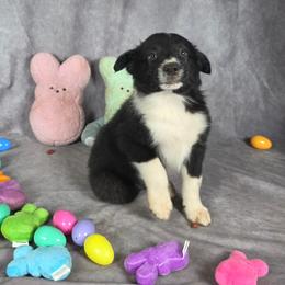 Cedar - Black and white male Border Collie puppy in Gaffney, South Carolina from On the Lamb