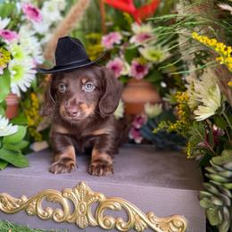 Frankie - Chocolate and tan male Dachshund puppy in Wills Point, Texas from Duck Creek Farm