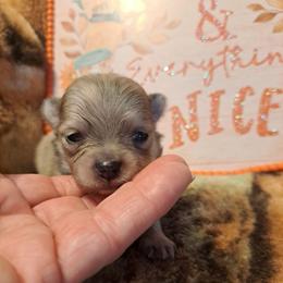 CHIPPY 1 - Blue merle male Pomeranian puppy in Lore City, Ohio from Tonia's Pomeranians