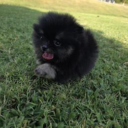 Jasmine - Black and tan female Pomeranian puppy in Anna, Texas from Fantasy Pomeranians & Fantasy Aussies