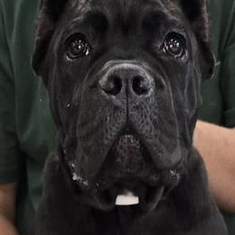 AKC and ICCF - White Collar Girl - Lawman x Dusty - Black female Cane Corso puppy in Gorman, Texas from McOmber Country Kennels