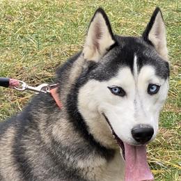 Cali - Siberian Husky