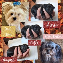 Mi-Ki puppies from Shekinah’s Mi-Kis & Cricket Hill’s Westies