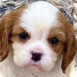 Girl 1 - female Cavalier King Charles Spaniel puppy in Albany, Georgia from Legend Cavaliers
