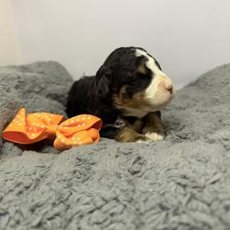 Female 4 - Tri-color female Bernedoodle puppy in Wytheville, Virginia from Pine Brook Pups
