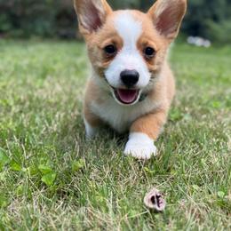 Green Collar - Red male Pembroke Welsh Corgi puppy in Boaz, Alabama from Brumblow’s Kennel