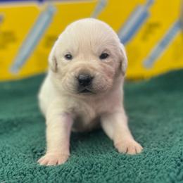 Blizzard - Yellow male Labrador Retriever puppy in Puyallup, Washington from 12 Door Farm Labradors