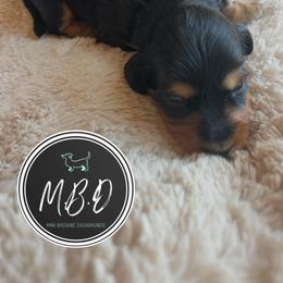 Alvie - Black and tan male Dachshund puppy in Nashville, Tennessee from Mini Browne Dachshunds