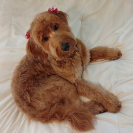 Gingy - Goldendoodle
