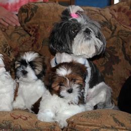 Shih Tzu Puppies from CID Love