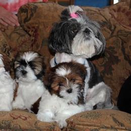 Shih Tzu Puppies from CID Love