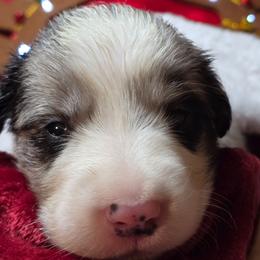 NICK, Mr Green - Black and white male Border Collie puppy in San Tan Valley, Arizona from Sherry's Border Collies
