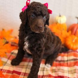 Tenderheart - Brown female Poodle puppy in Lavonia, Georgia from Peach Blossom Kennels