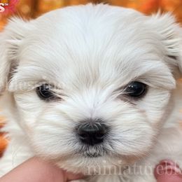 Biewer Terriers, Maltese, and Morkies from Miniature Blessings