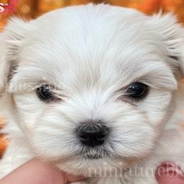 Biewer Terriers, Maltese, and Morkies from Miniature Blessings