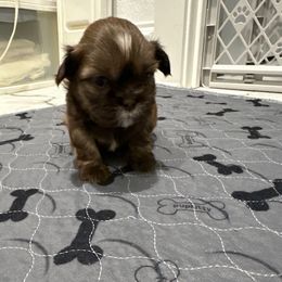 Carson - Liver and white male Shih Tzu puppy in Mineola, Texas from RL Phillips Shihtzus