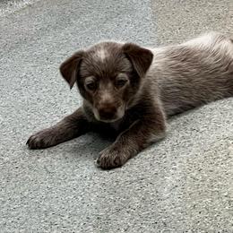Aladdin - Red speckled male Australian Cattle Dog puppy in Floyd, Virginia from Southern Charm Heelers