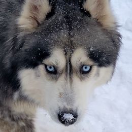 Gemini - Siberian Husky