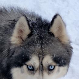 Gemini - Siberian Husky