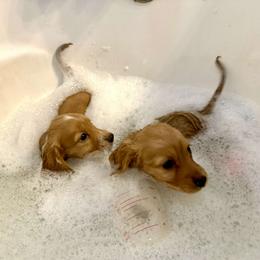 Basset Hound and Dachshund Puppies from V's Southern Angels