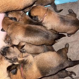 Tiger - Fawn male Belgian Malinois puppy in Briggs, Texas from Madhouse’s Belgian Malinois and German Shepherds