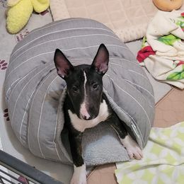Bull Terrier Puppies from Valkyrie Bull Terriers