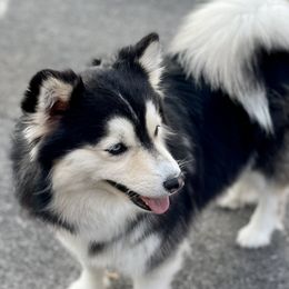 River - Pomsky