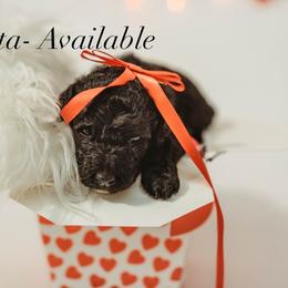 Loretta - Black female Goldendoodle puppy in Hazel Green, Alabama from Fitzy Doodles of Alabama