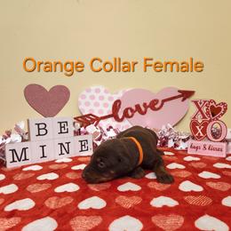 Orange Collar Girl - Red and rust female Doberman Pinscher puppy in Clinton, Arkansas from Shakarri Irish Setters
