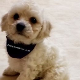 Bichon Frise Puppies from Champion Bichon