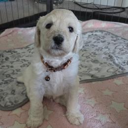 Calvin - White male Poodle puppy in Aurora, Colorado from Simply Amazing Doodles