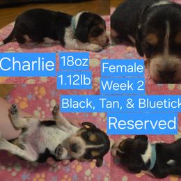 Charlie Blue Female - Black tan and bluetick female Beagle puppy in Bemidji, Minnesota from Nse Farms Beagles