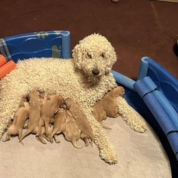 Goldendoodle Puppies from Beemba Goldens