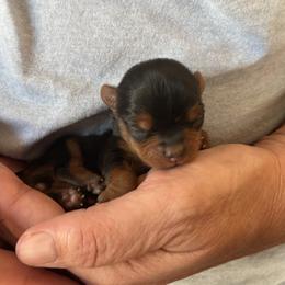 Nick - Black and tan male Yorkshire Terrier puppy in Hardeeville, South Carolina from Pups of the Lowcountry