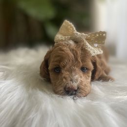 Goldendoodle and Poodle Puppies from French Creek Doodles