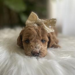Goldendoodle and Poodle Puppies from French Creek Doodles