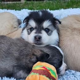 Lucy - Black and white female Pomsky puppy in Southern California, California from SoCal Pomskies LLC