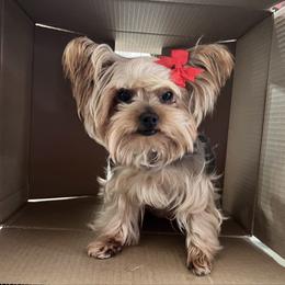 Zoey - Yorkshire Terrier