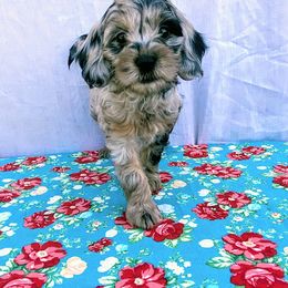 Aussiedoodle, Australian Shepherd, Bernedoodle, Cockapoo, and Poodle Puppies from Sis' Doodles & Poodles