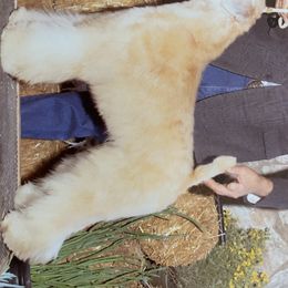 Soft Coated Wheaten Terrier All Grown Up from PitterPat