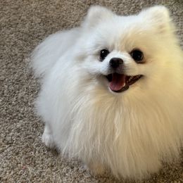 Yeti - Pomeranian