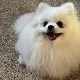 Yeti - Pomeranian