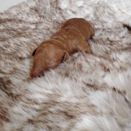 Red Boy 2 - Apricot male Goldendoodle puppy in Apache Junction, Arizona from Loving Doodle