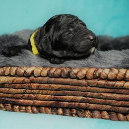 Goldendoodle Puppies from Warren Doodles